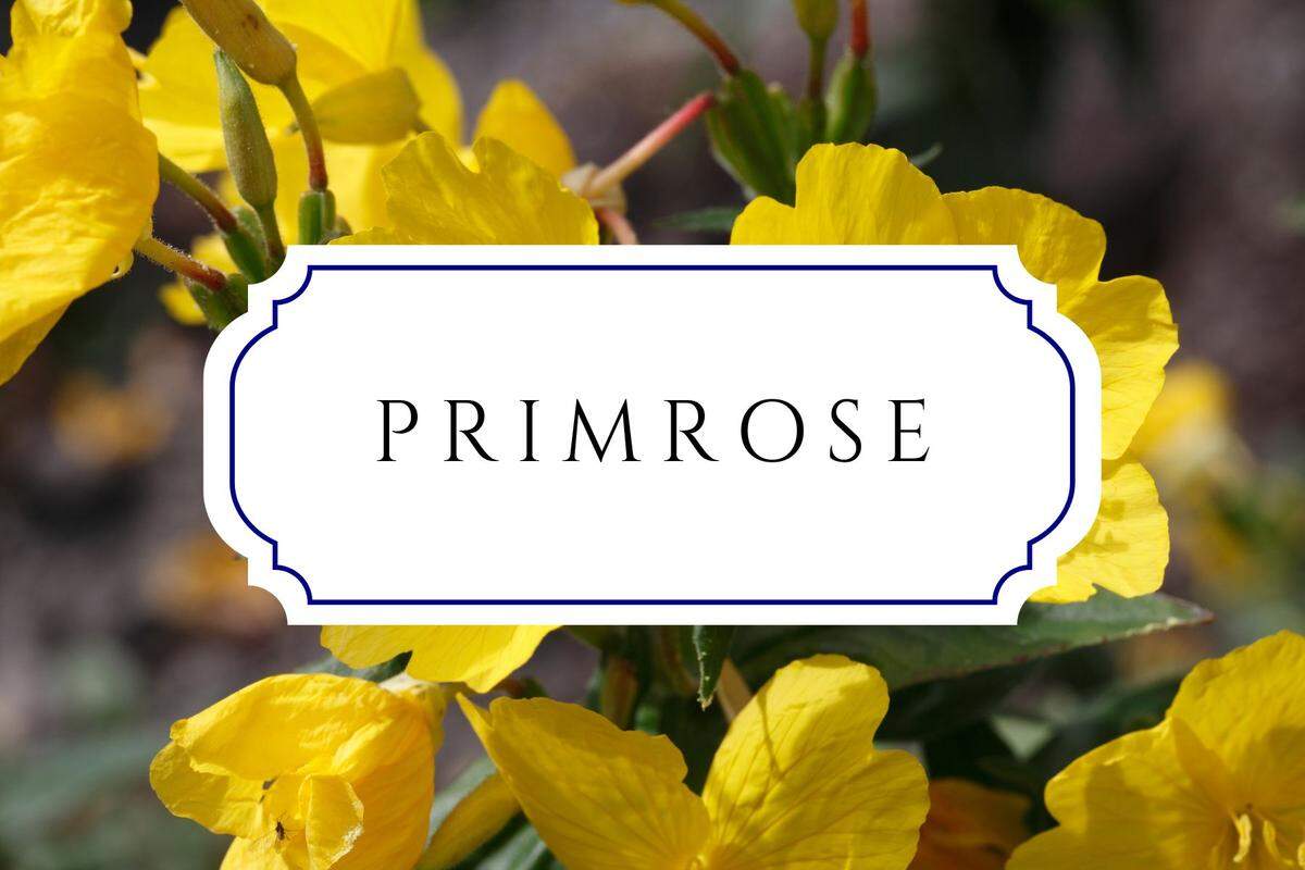 botanical baby names primrose