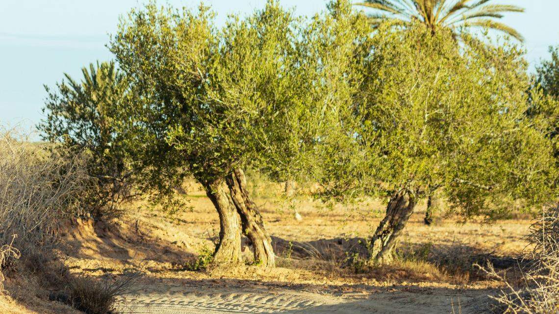 Beneath the arid landscape of Tunisia, a new species was hidden in the stone for millions of years.