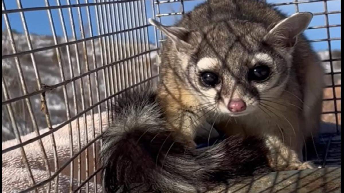 This cute ringtail — don’t call it a cat — was captured inside a Kohl’s department store in Colorado. The Jefferson County Sheriff’s Office posted a video on Jan. 9, 2023, from which this is a screengrab, before releasing the creature into nearby woods.