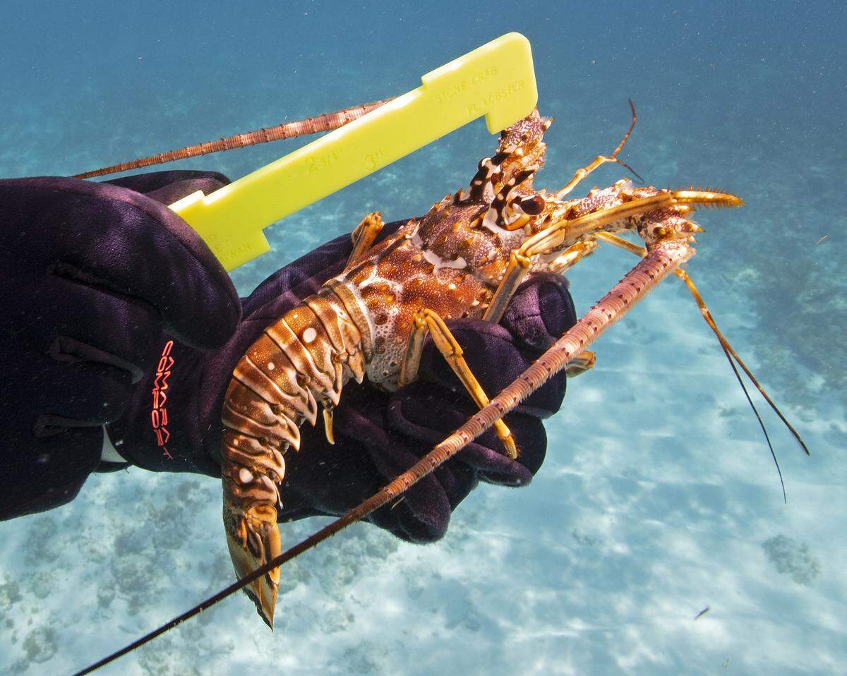Brittany Mobley, an officer with the Florida Fish and Wildlife Conservation Commission, demonstrates the proper way to measure a Florida spiny lobster off Islamorada in the Florida Keys.