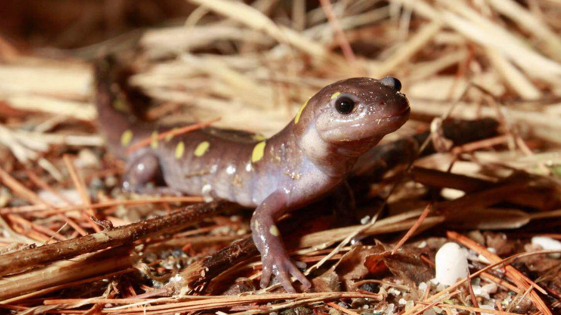 A spotted salamander is seen in New Haven, Vermont, in March 2009. Delaware Water Gap National Recreation Area will close a road in Pennsylvania on rainy spring nights to protect migrating amphibians crossing to breeding pools.