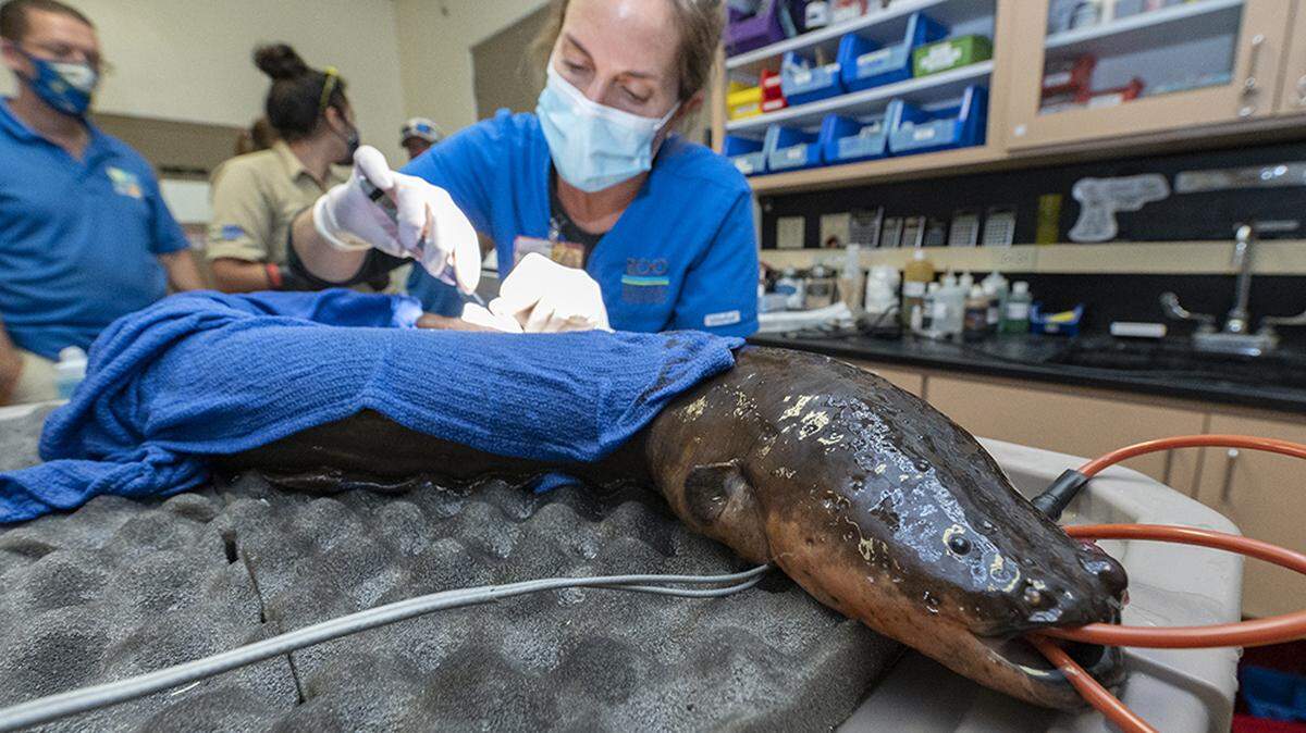 A team led by Associate Zoo Veterinarian Dr. Marissa Bezjian carefully anesthetized and operated on Tesla, a 17-year-old electric eel, on Tuesday, Sept. 7, 2021. The eel needed to have several growths removed from its body.