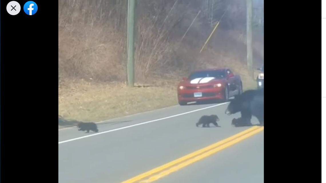 A video posted to Facebook by police in Connecticut shows a bear struggling to get her cubs across a street.