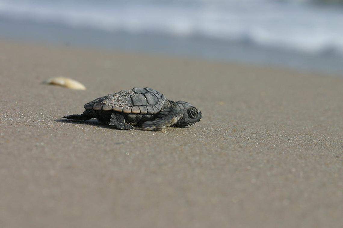 The sea turtle hatchlings rush to the ocean for protection soon after leaving their nest, experts say.