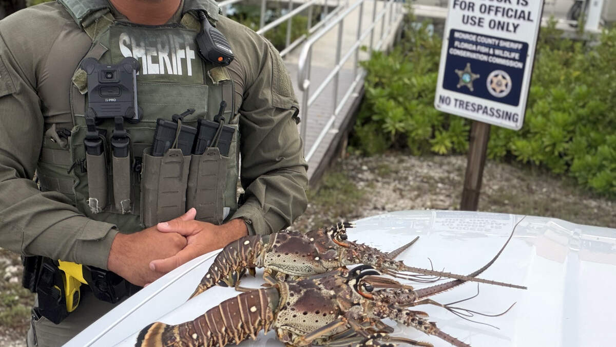 Man arrested, accused of possessing undersized lobsters in Florida Keys