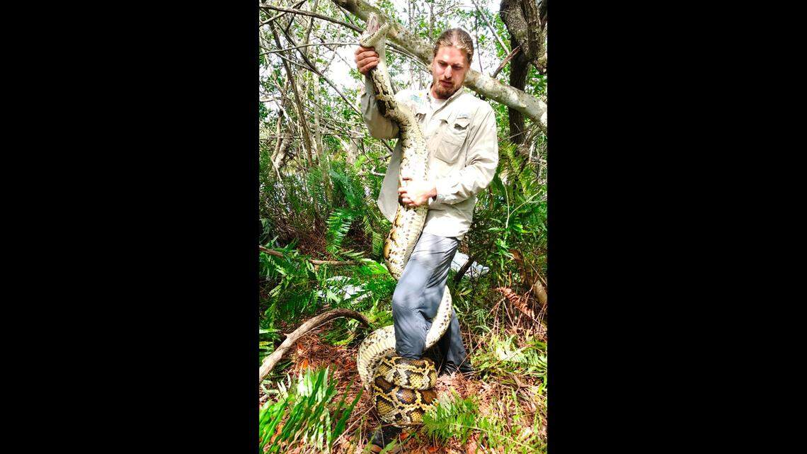 Conservancy of Southwest Florida biologist Ian Easterling is seen here with a “scout snake,” which are used to lead researchers to female snakes and their nests.