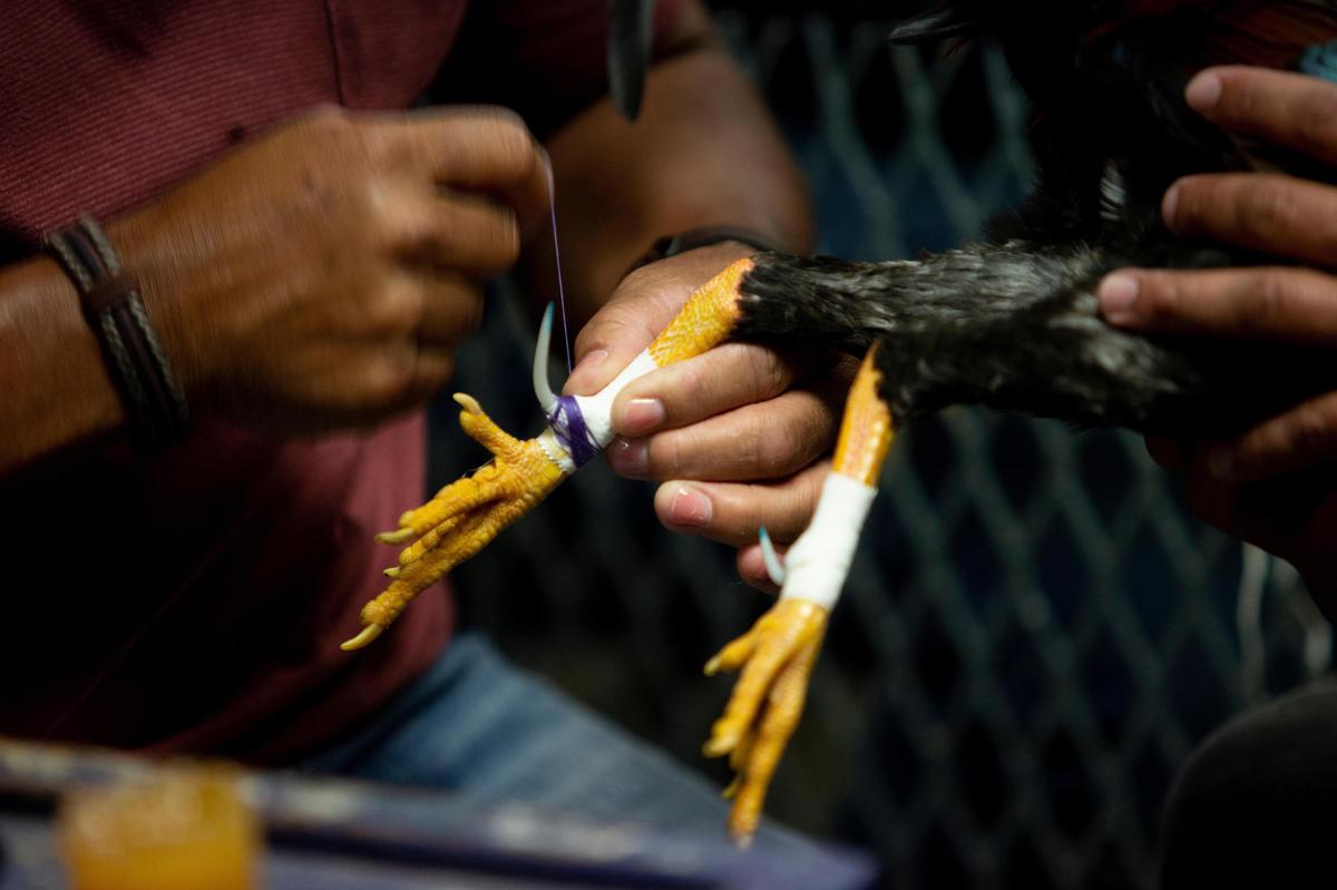 Un gallero prepara su animal para una pela en el Club Gallístico de Isla Verde, en una imagen del 11 de diciembre de 2019, ie San Juan, Puerto Rico.