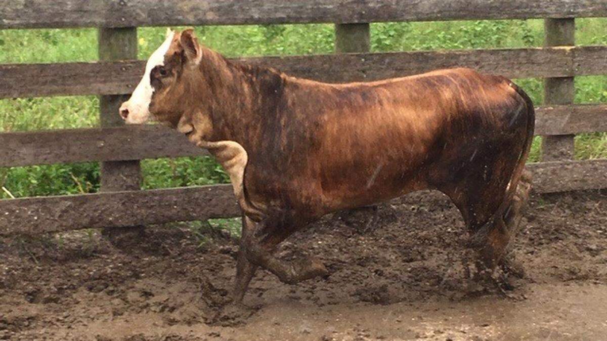 The Hendry County Sheriffs Office are asking for help finding 25 head of cattle that were stolen from Palmers Ranch & Cattle Company in LaBelle, Florida. The owners of the cattle are offering a $7,500 reward for information that leads an arrest and return of the cattle.