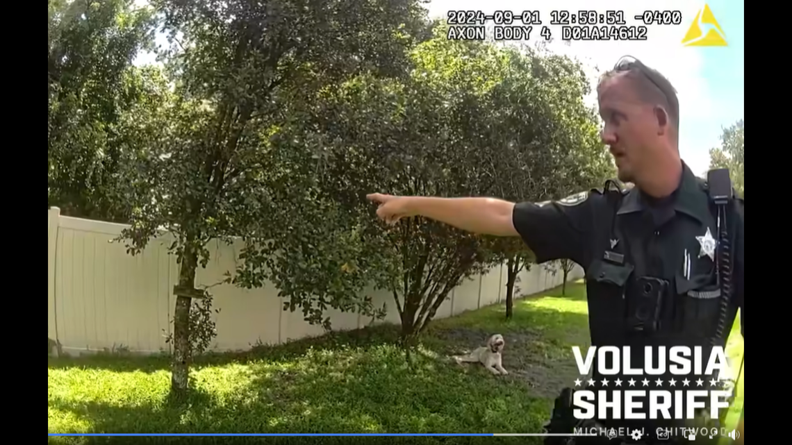 A Volusia (Florida) Sheriff’s deputy points out the small tree the suspect was shooting at when bullets began hitting a nearby home, officials say.