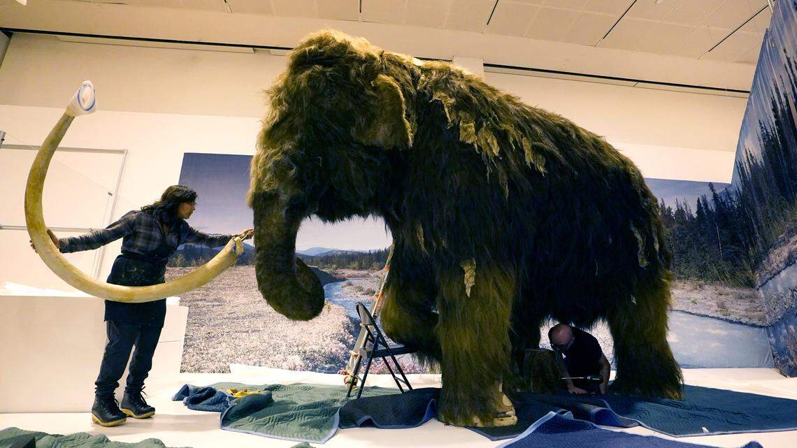 TOPSHOT - A woolly mammoth (Mammuthus primigenius) is installed as part of the American Museum of Natural History's "The Secret World of Elephants" exhibition in New York, October 23, 2023. (Photo by TIMOTHY A. CLARY / AFP) (Photo by TIMOTHY A. CLARY/AFP via Getty Images)