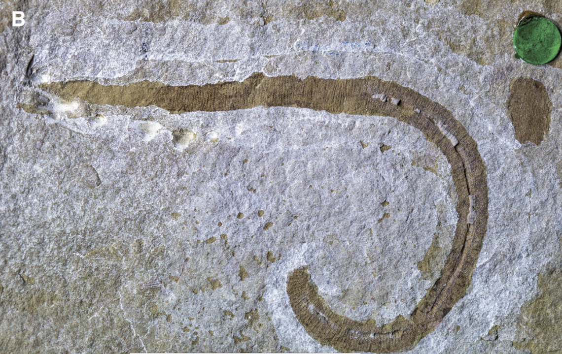 The species had a throat full of teeth that it could throw forward to eat out of the mud of the seafloor.