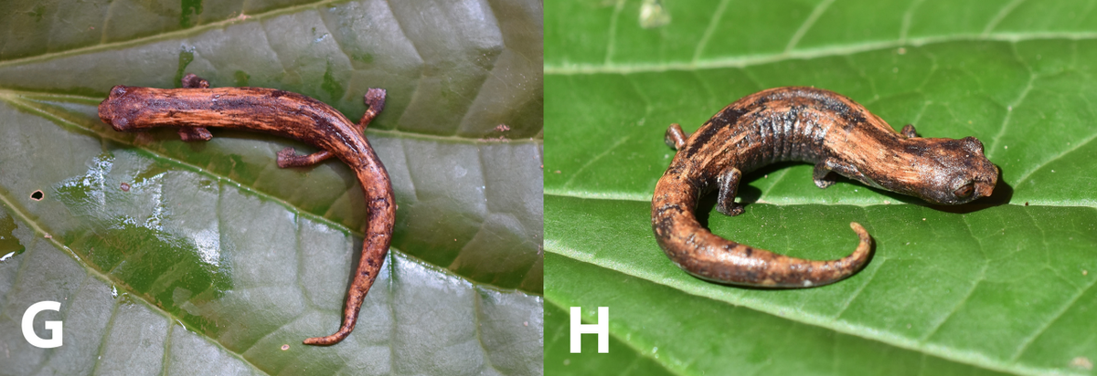 Females of the species have more orange coloring than the males, researchers said.