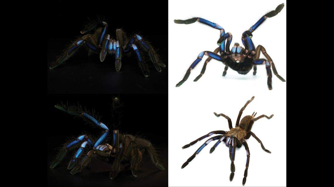 The tarantulas have bright blue and violet hairs on their legs resembling “electrical sparks,” scientists said.