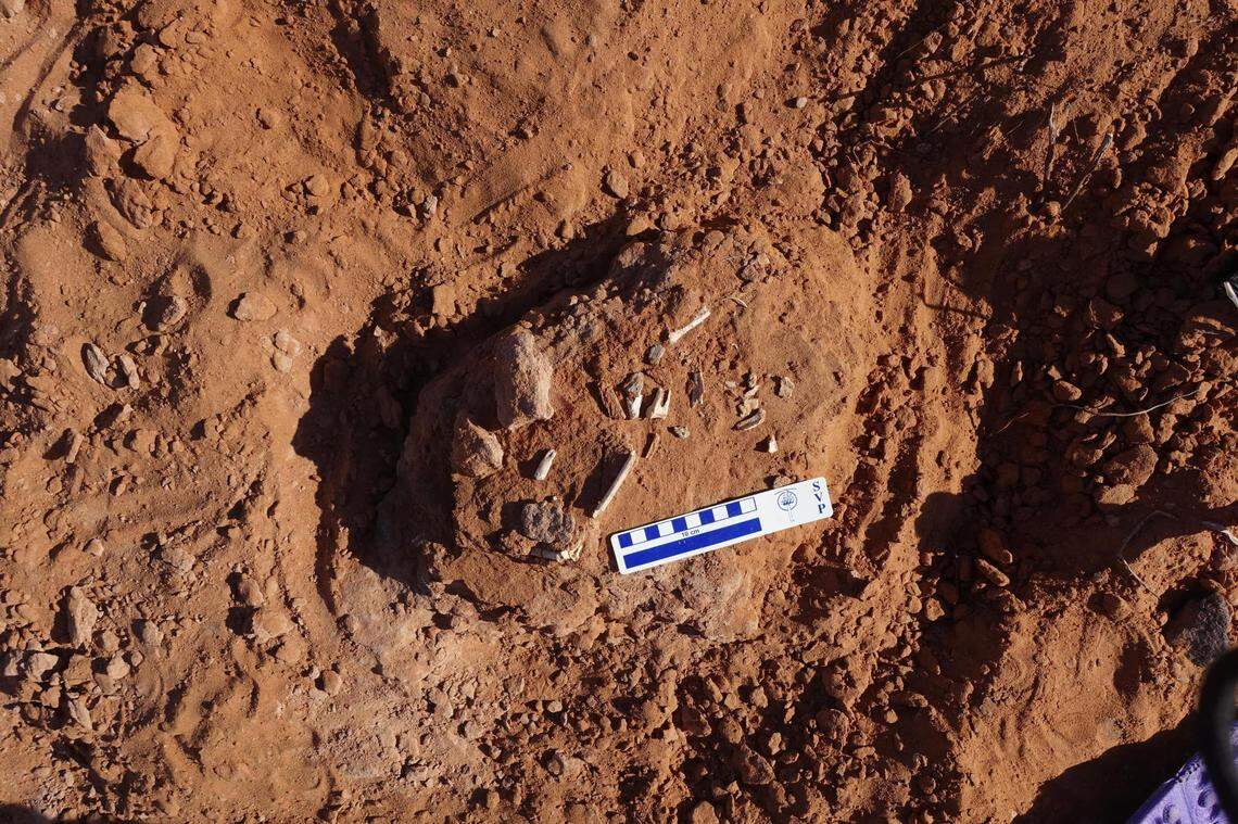 The small, hind limb bones of a troodontid were discovered in Mongolia.