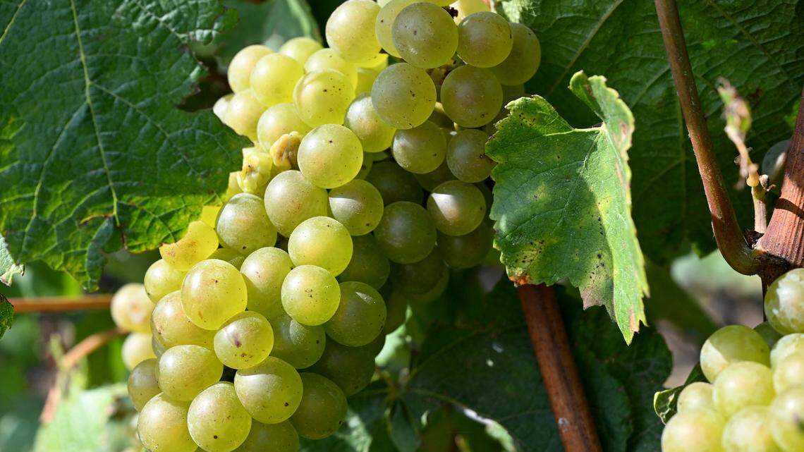 This photograph shows a branch of Chardonnay grapes on a vine at a vineyard the Champagne region during a harvest at a vineyard in Hautvillers on September 16, 2024. (Photo by FRANCOIS NASCIMBENI / AFP)
