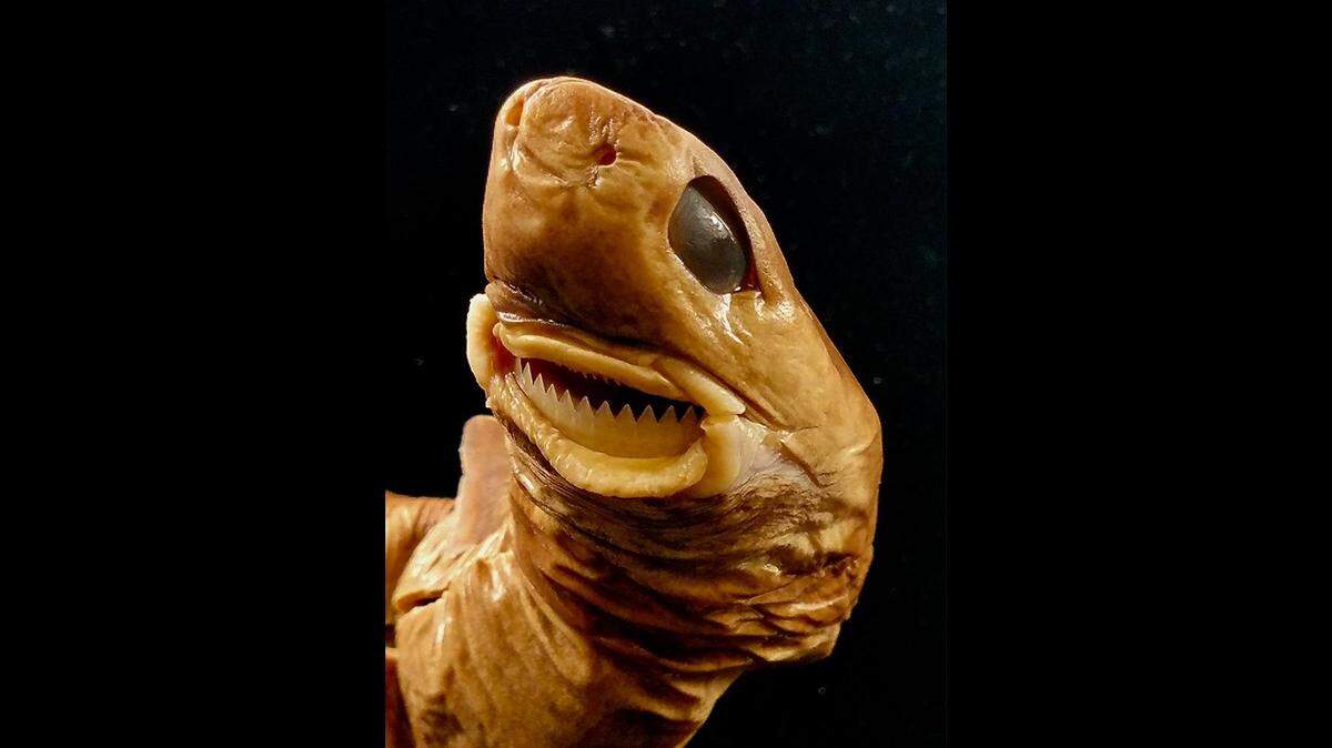 The little known cookie-cutter shark attaches itself to a victim “using strong, suckling lips, then spins to cut out a cookie-shaped piece of meat.