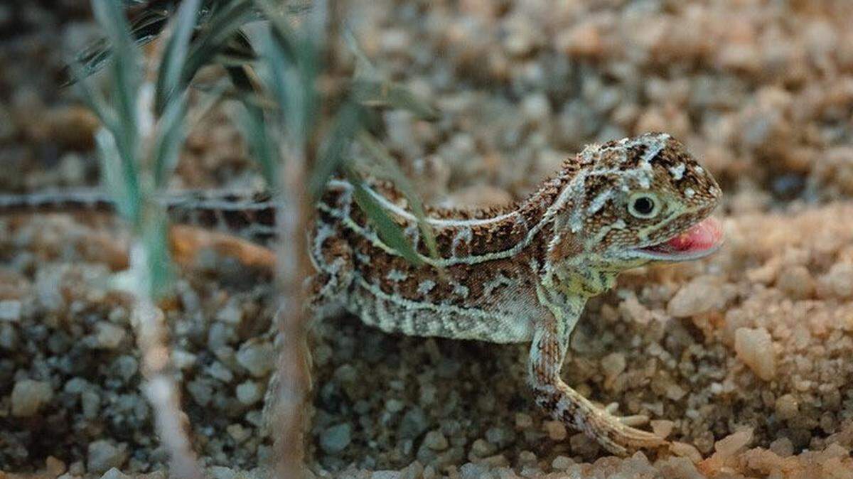 The Victorian grassland earless dragon, unseen since 1969, has been rediscovered in Australia.