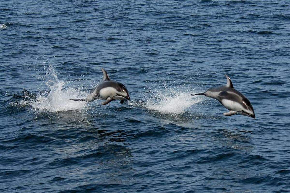 Pacific white-sided dolphins are playful and highly social marine mammals. They are also sometimes known as the “hookfin porpoise” because of their large, curved dorsal fin, though they are not technically porpoises. In the US they live off the coasts of California, Oregon, Washington and Alaska.