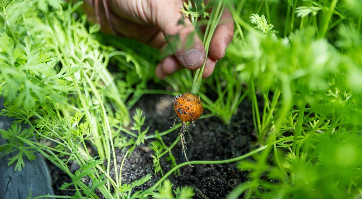 Joe Mizzoni harvests a carrot grown at Ford’s Farm in Redland.