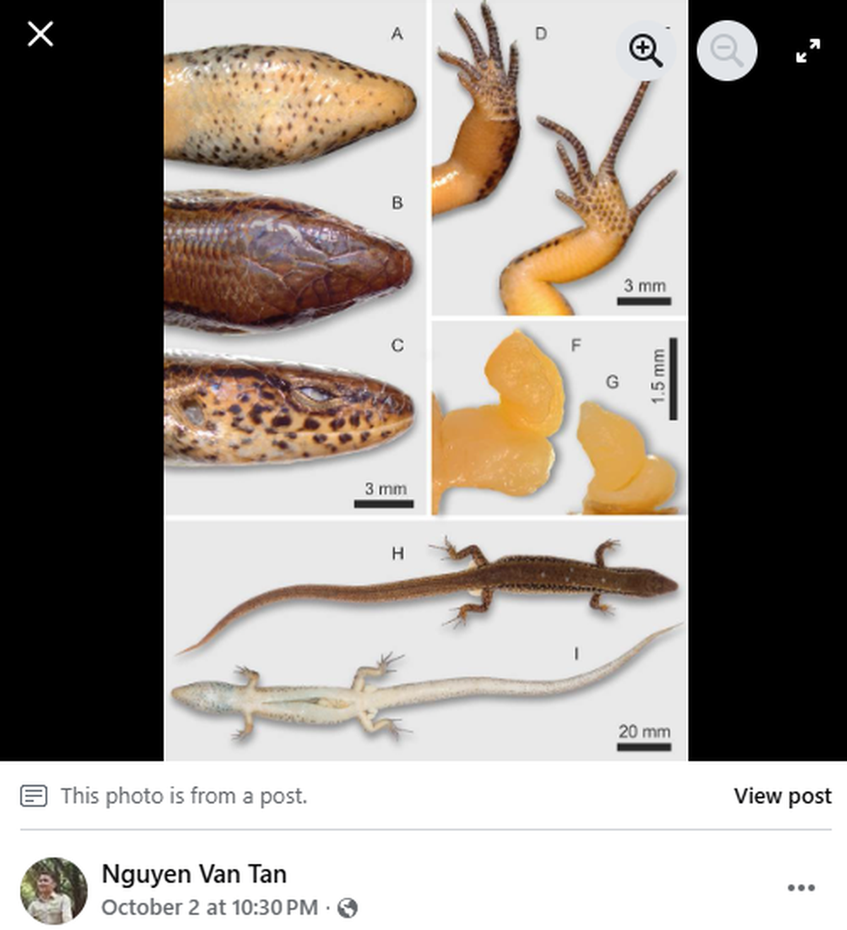 Scales and sex organs were used to identify the new species.