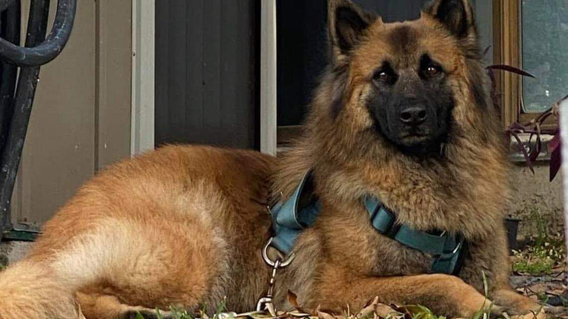 Sasha, who lives in Hallandale Beach with his owner Gina Silvestri, has been nominated in the American Humane Hero Dog Awards competition.