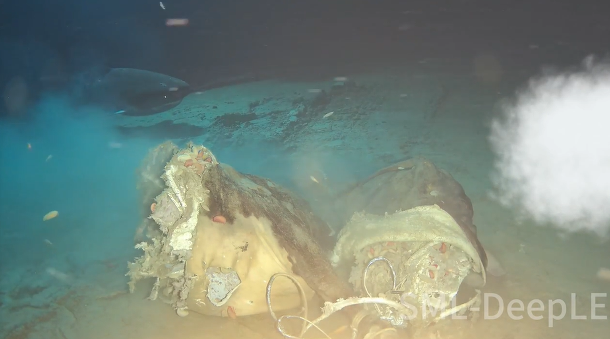 The sharks were able to retract their eyeballs as they went in for a bite.
