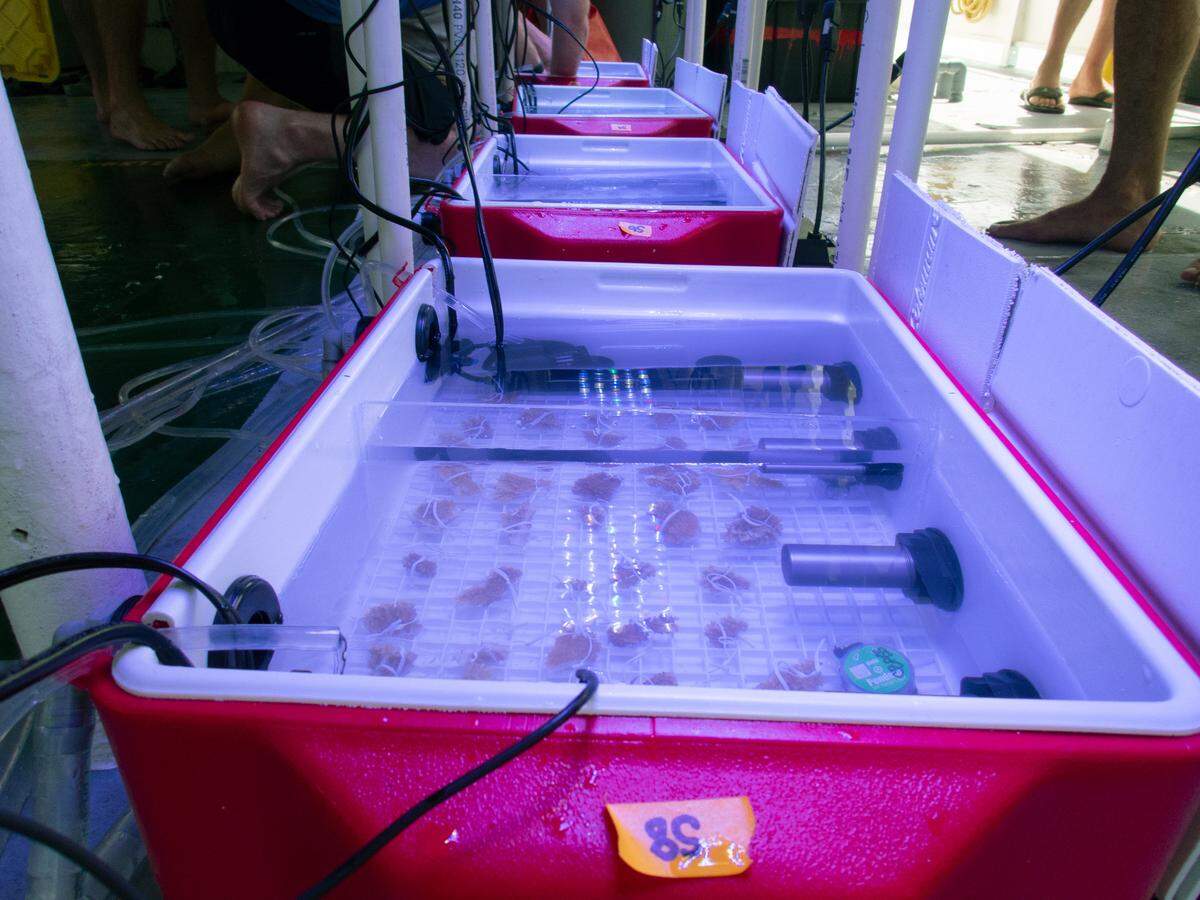 Los investigadores construyeron tanques de estrés térmico con neveras. Expusieron fragmentos de coral a temperaturas crecientes para comprobar cuáles eran capaces de tolerar calor.