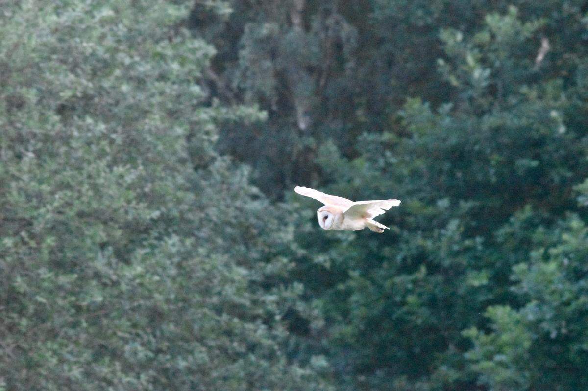 A close-up photo shows the barn owl gliding over Hampstead Heath.