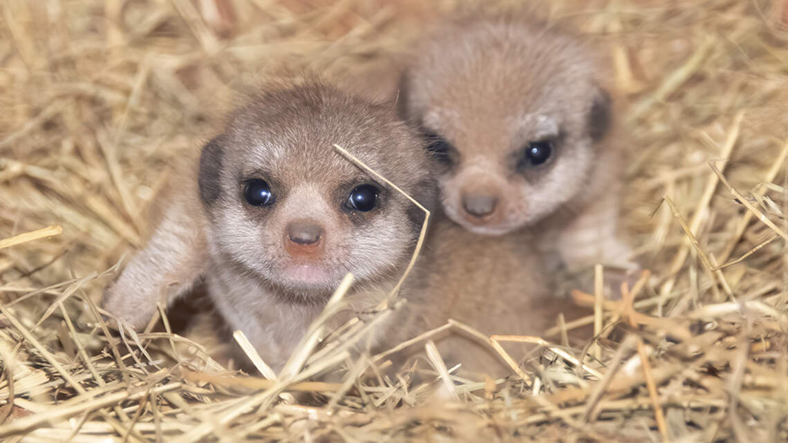Watch out! Zoo Miami’s first meerkat pups will kill you with cuteness