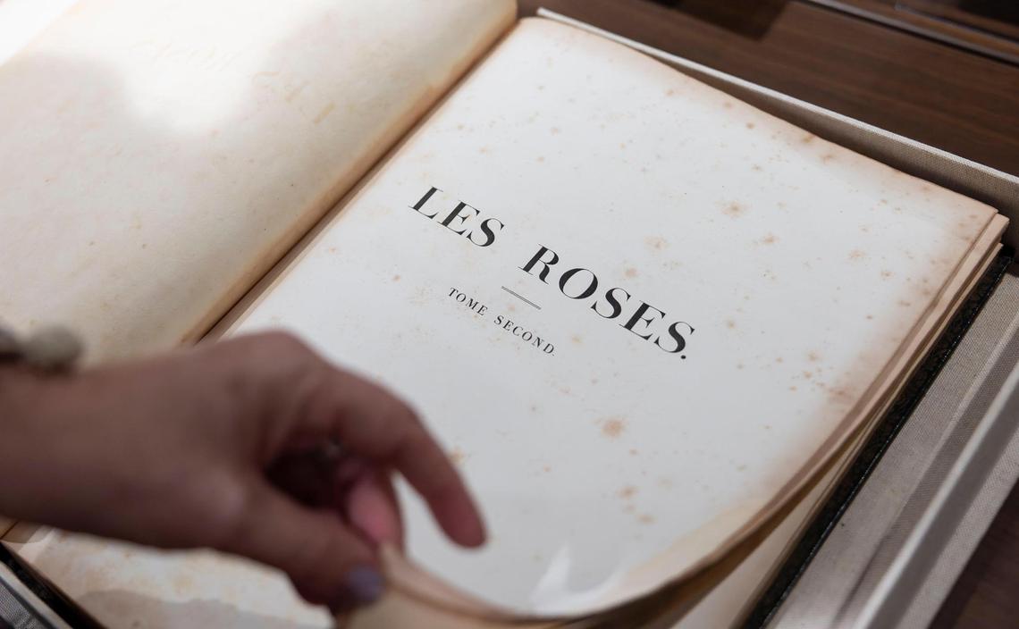 Cristina Favretto, head of the special collections library at the University of Miami, shows the title page of a rare volume of engravings of roses by famed botanical illustrator Pierre-Joseph Redouté commissioned by Empress Josephine Bonaparte of France.