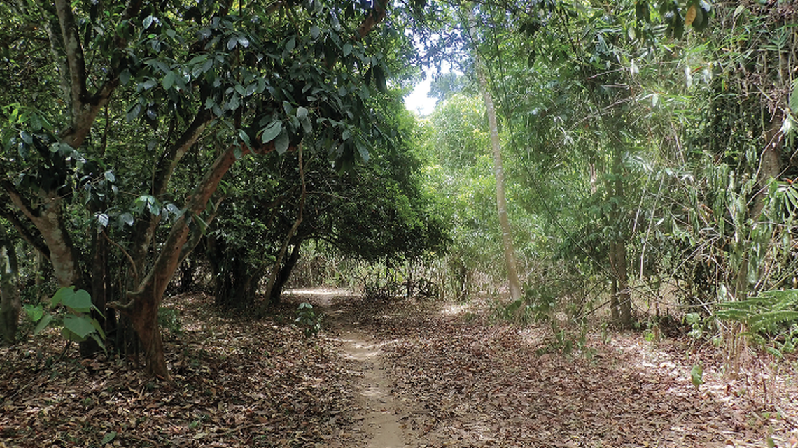 In two national parks in Vietnam, new species were found blending in with tree trunks.