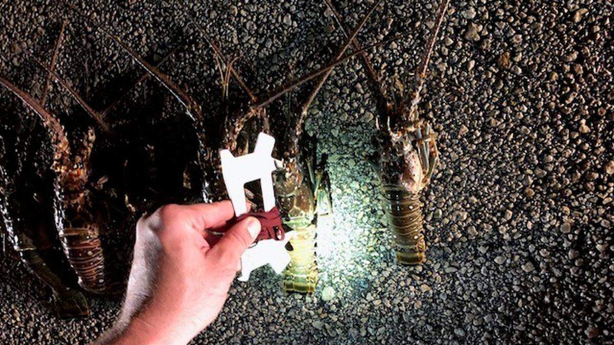 Measuring allegedly undersized captured lobsters.