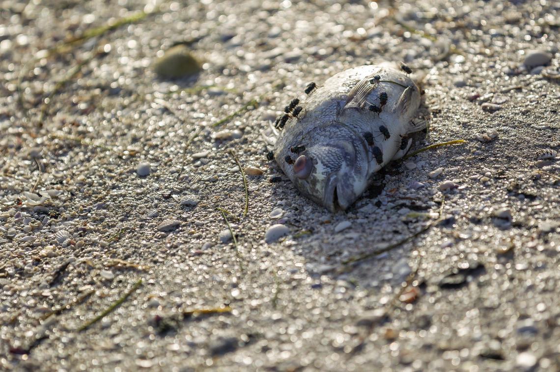 A sheepshead, suspected of dying from red tide poisoning, lies off the bayside beach in Sanibel. The heavy fish kills that inundated the island subsided by the end of last week.