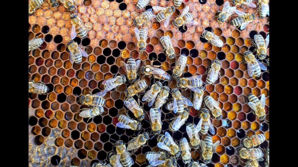 Bees swarmed around a Florida highway after a truck lost part of its load, officials said.