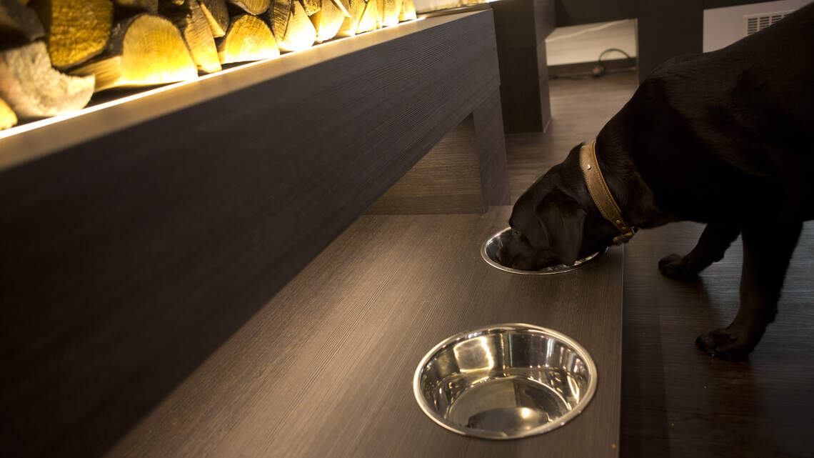 Pet feeding stations are showing up in every home renovation. Here's how to decide if you need one