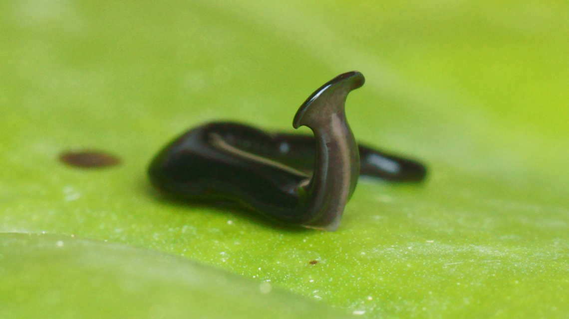 A newly discovered type of flatworm found in Italy and France has been dubbed “Humbertium covidum” after the global COVID-19 pandemic, scientists say.