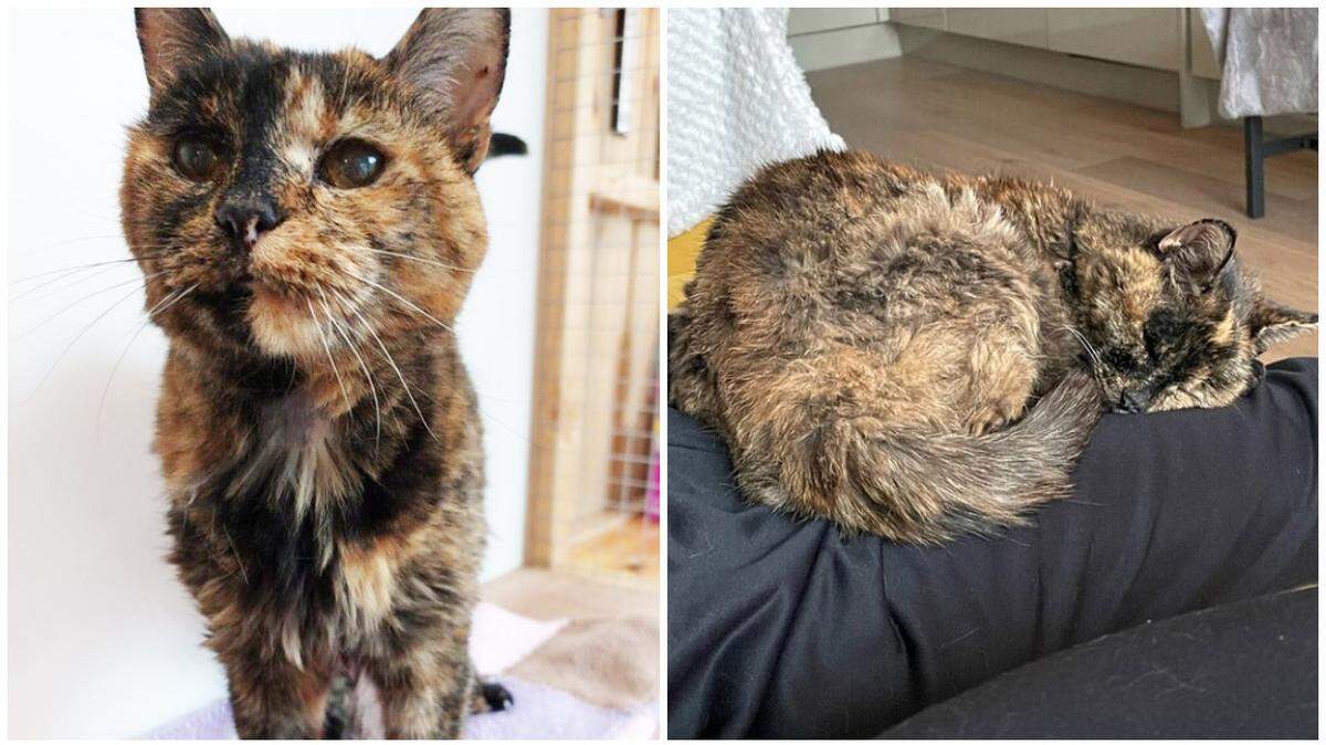 Flossie is a nearly 27-year-old British cat.