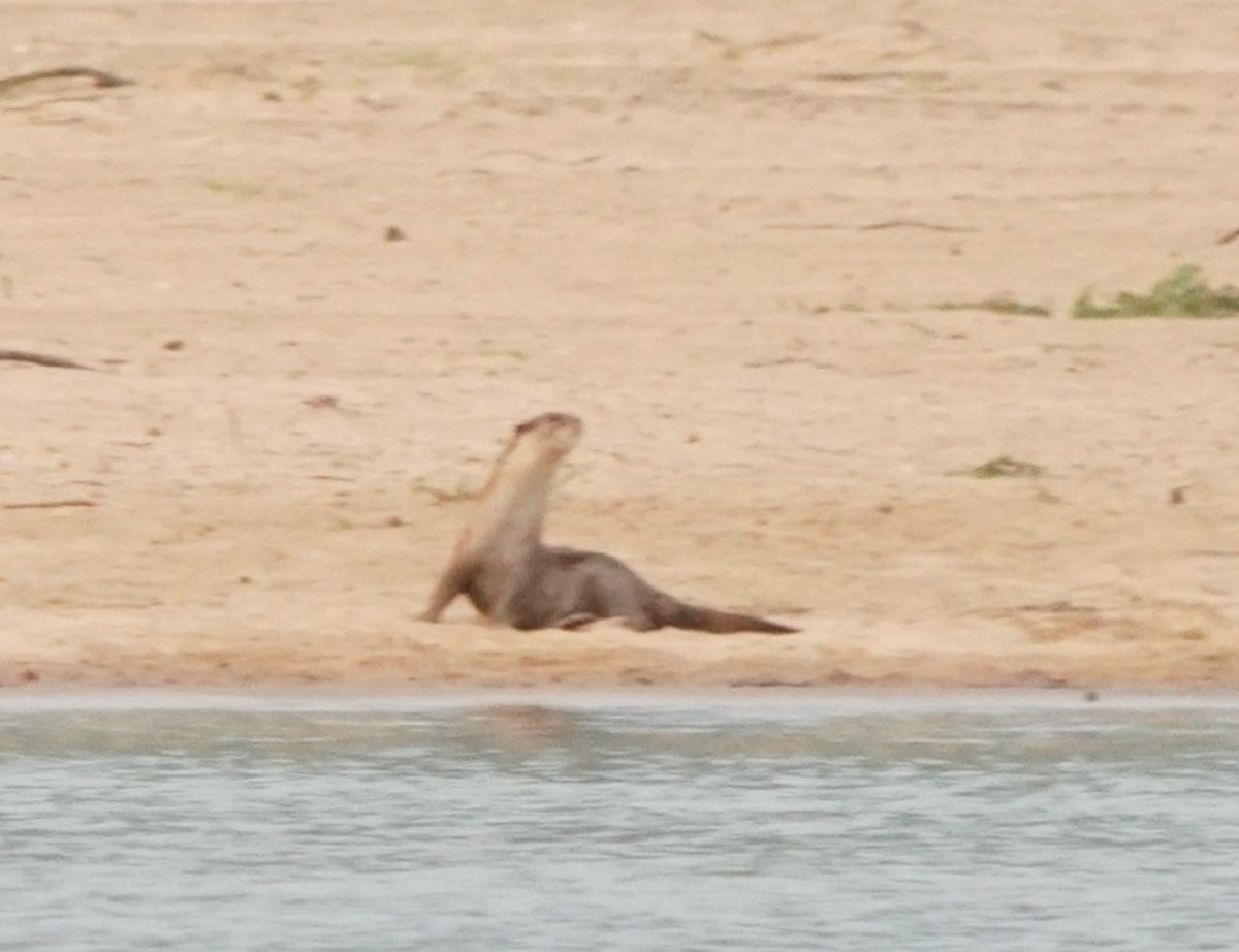 It is the first time the species has been photographed in the park.