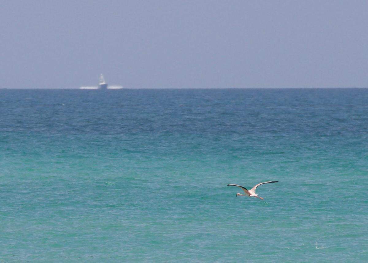 Biologists are keeping an eye on the flamingo, since the birds usually don't travel alone and the beach provides poor foraging habitat. Last week, another lone flamingo died shortly after arriving at Dry Tortugas National Park. Photo by Christopher Boykin