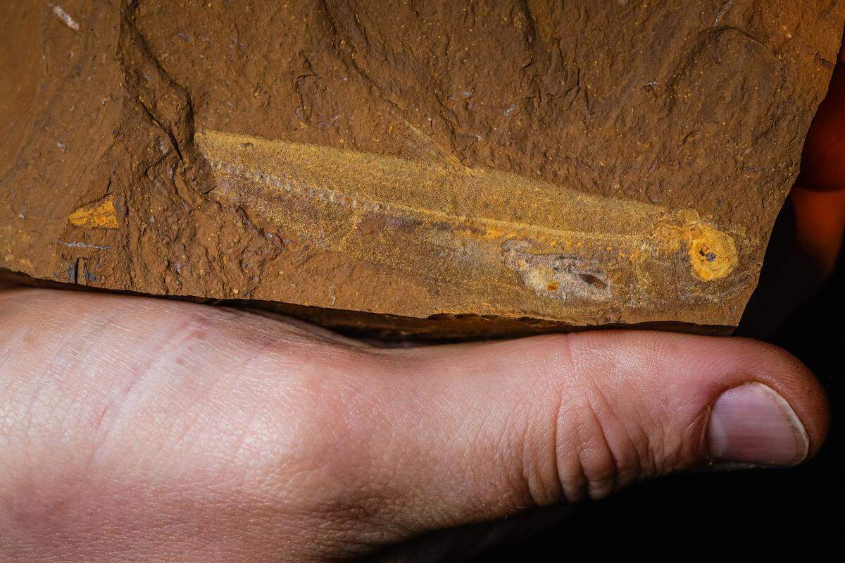 The stomach contents of the fish was well-preserved along with the fossilized bones.