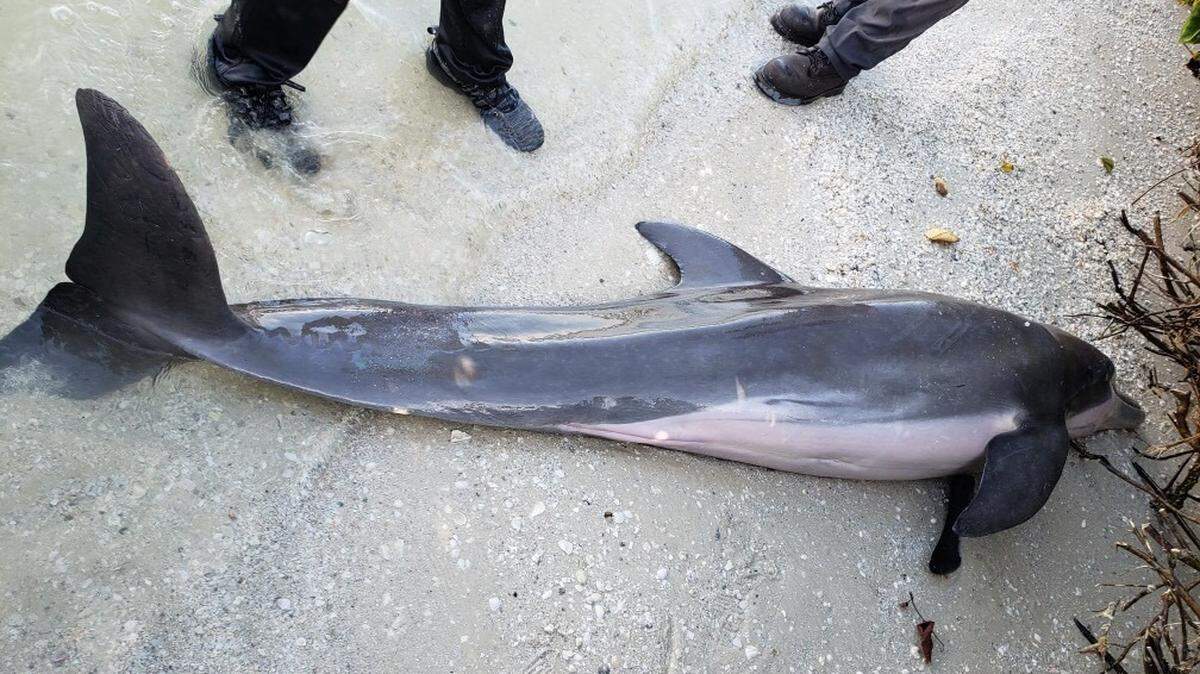 A dolphin was recovered last week by Florida Fish and Wildlife with a 24-inch hose in its throat and stomach.