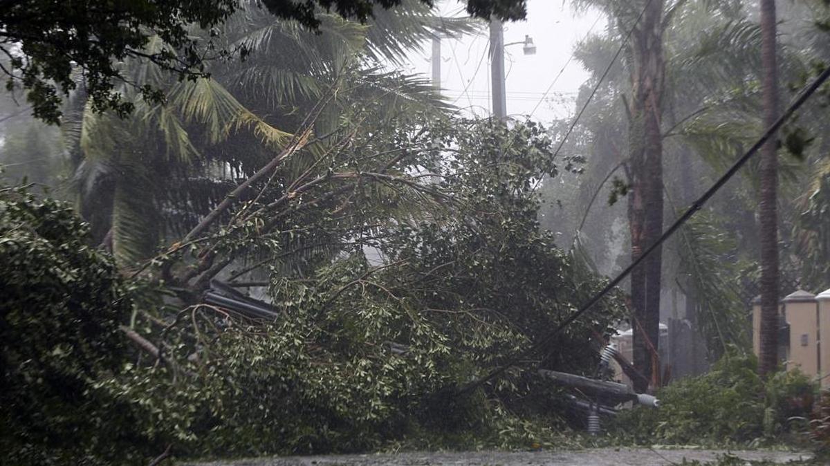 Cities across South Florida had to deal with huge volumes of fallen trees, branches and other debris after Hurricane Irma’s heavy winds pounded the region on Sept. 10, 2017.