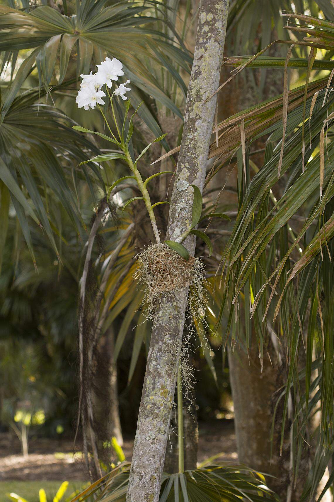 Orchid mounted on palm trunk. Lichen indicates a suitable place.