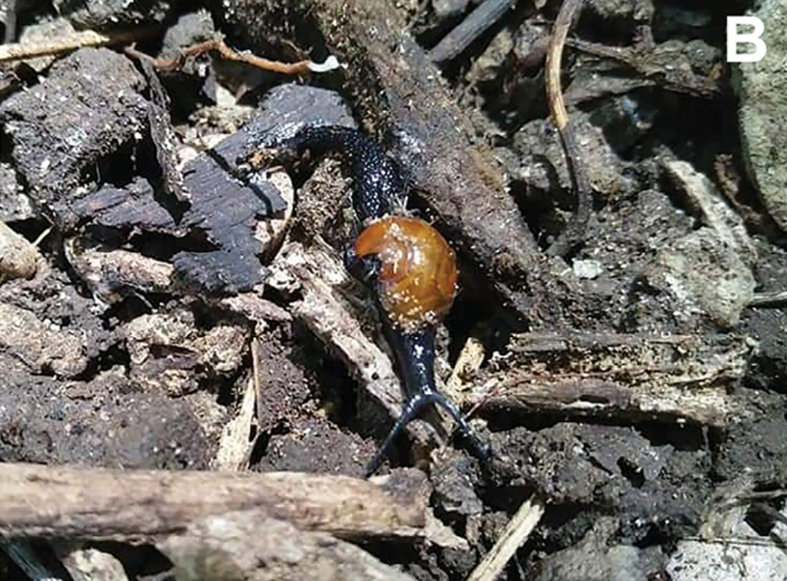 Cryptosemelus niger crawling along ground.