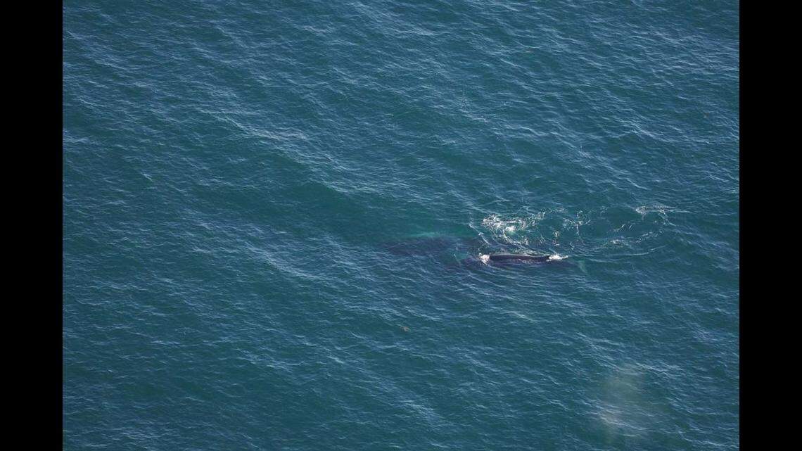 The researchers also spotted a fin whale adult and calf during their surveys, the aquarium said.