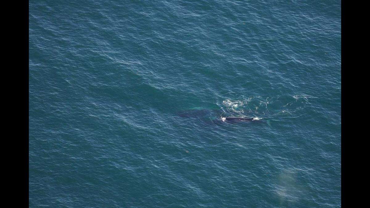 The researchers also spotted a fin whale adult and calf during their surveys, the aquarium said.