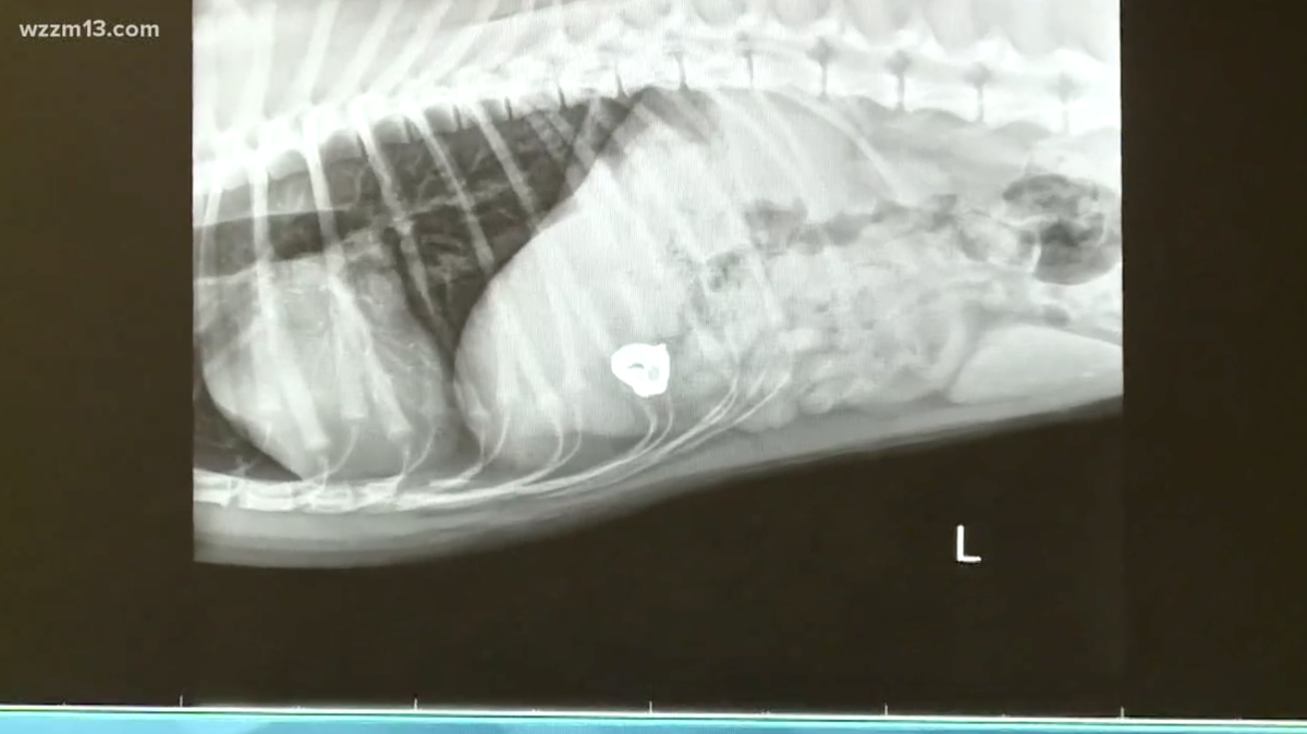 Cindy McCombs says she lost her wedding ring at her home in Grand Rapids, Michigan, last week — and her husband couldn’t find it until he put a metal detector on one of their dog’s stomachs.