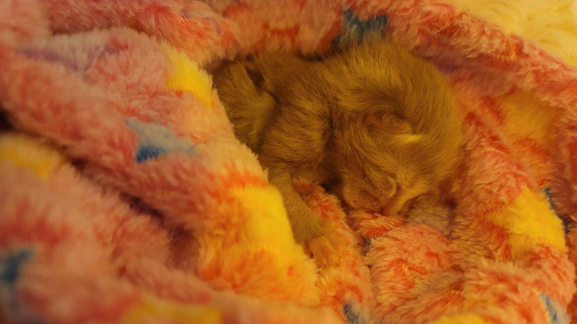 After surviving a Michigan tornado at just 2 days old, a newborn kitten is now in intensive care as vets work to stabilize his condition.