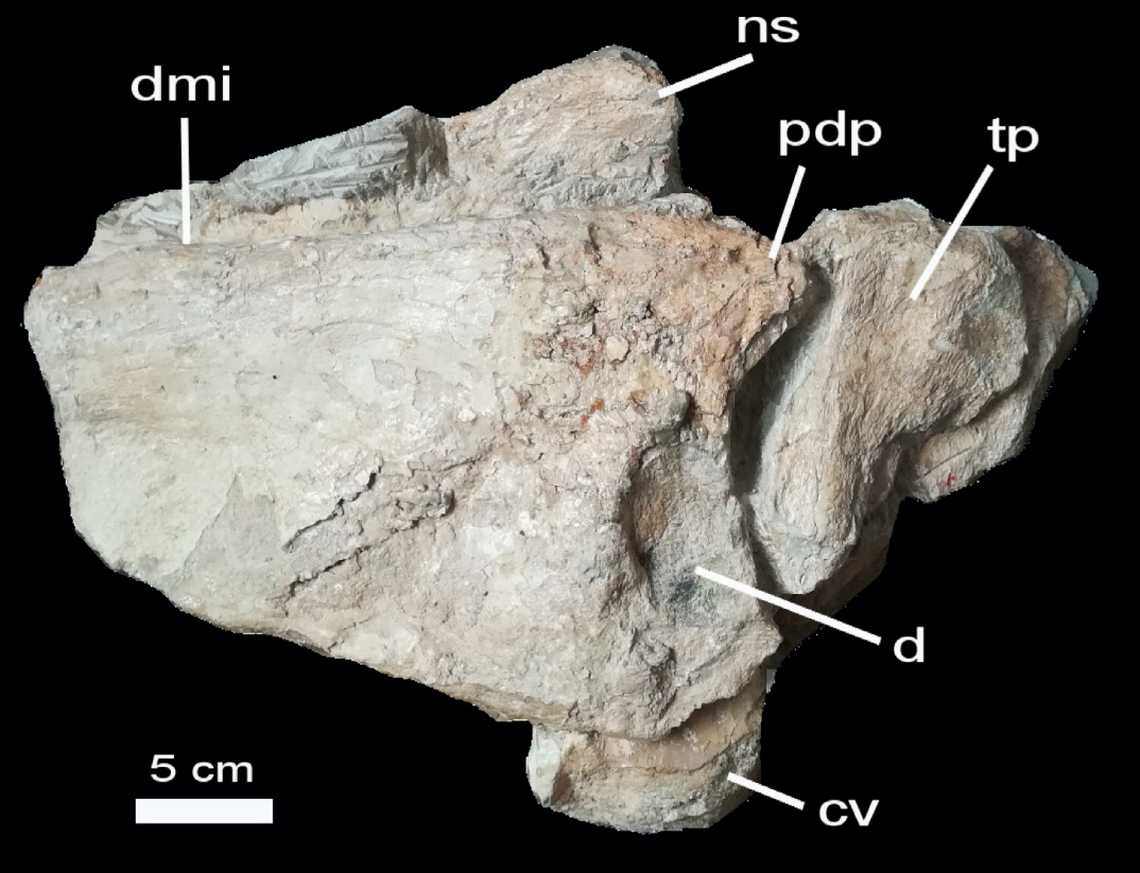 Part of the pelvis and vertebra helped the researchers estimate the total size of the dinosaur.