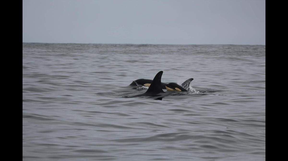 The orca calf would be the first in L pod since 2021, experts with the Center for Whale Research said.
